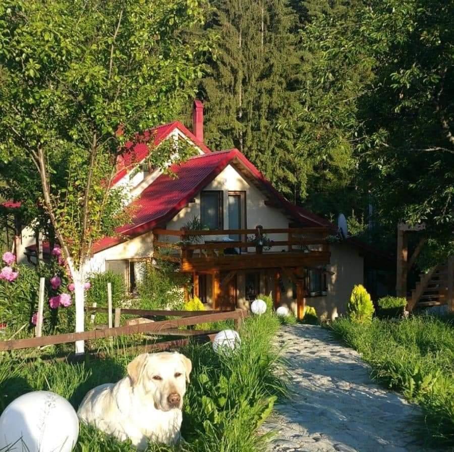 Forest Vibes Spa Cîmpu lui Neag Exterior foto