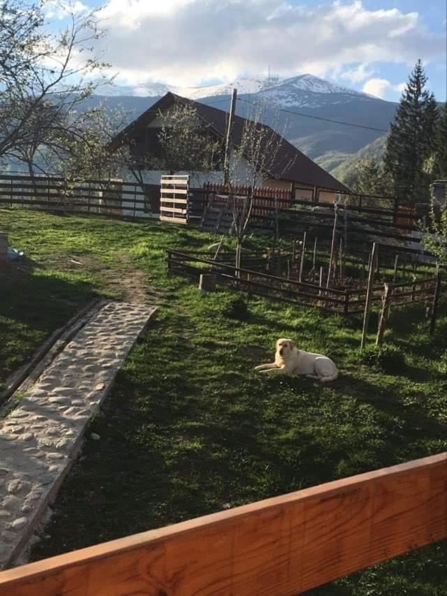 Forest Vibes Spa Cîmpu lui Neag Exterior foto